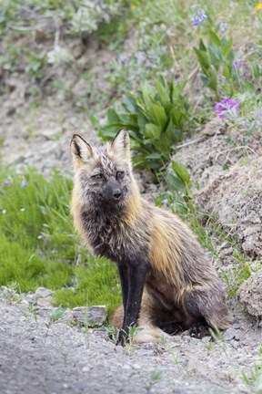 Framed Gray Fox Waiting Print