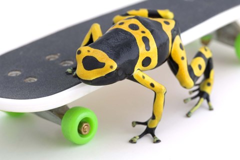 Framed Yellow-banded Frog On Skateboard Print