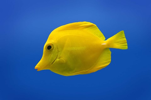 Framed Yellow Tang Fish On Blue Print