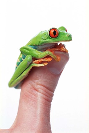 Framed Green Frog On Thumb Print