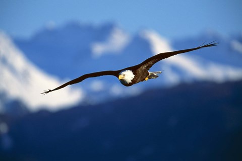 Framed Soaring Eagle Over Blue Mountains Print