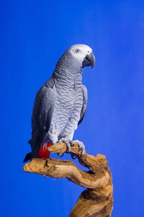 Framed Gray Parrot On Wood Print