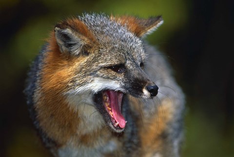 Framed Fox Yawn Print