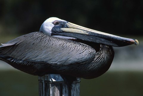 Framed Black Pelican Sitting Print
