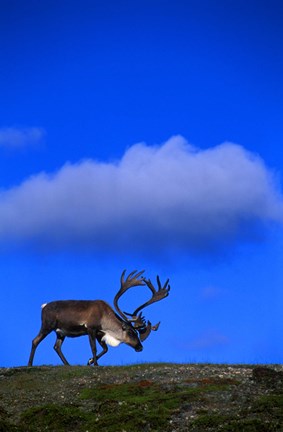Framed Caribou On Blue Sky Print