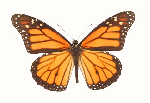 Framed Orange And Black Butterfly On White Print