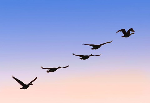 Framed Birds In Flight Silhouette Print