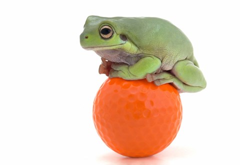 Framed Green Frog Orange Golf Ball I Print