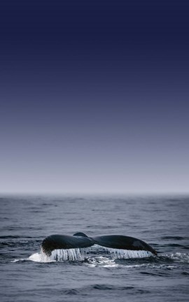 Framed Dolphin Tail Blue Sea Print