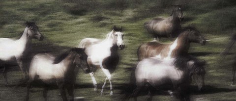 Framed Brown And White Horses Rushing Print