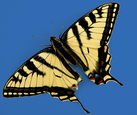 Framed Eastern Tiger Swallowtail Butterfly Print