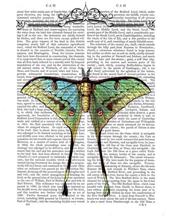 Framed Butterfly 1 Print