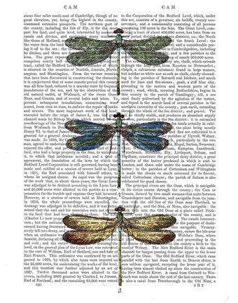 Framed Dragonflies Print 1 Print