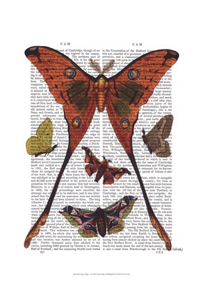 Framed Moth Plate 1 Print