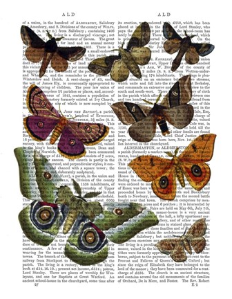 Framed Moth Plate 2 Print
