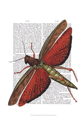 Framed Vintage Grasshopper Print
