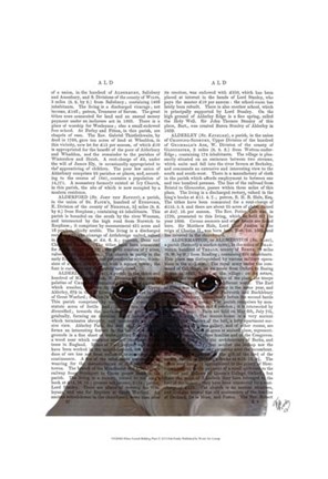 Framed White French Bulldog Plain Print