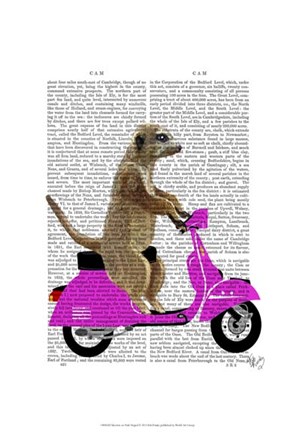 Framed Meerkat on Pink Moped Print