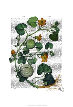 Framed Squash Vine 2 Print