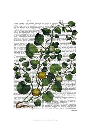 Framed Squash Vine 4 Print