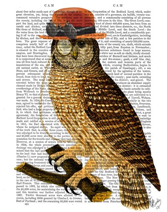 Framed Owl with Steampunk Style Bowler Hat Print