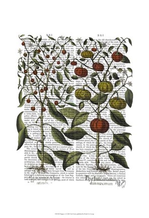 Framed Peppers 4 Print