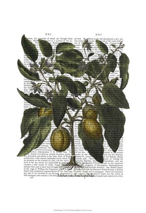 Framed Peppers 6 Print