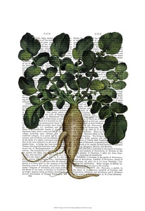 Framed Parsnip 1 Print