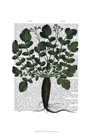 Framed Parsnip 4 Print