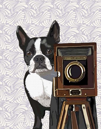 Framed Boston Terrier Photographer Print