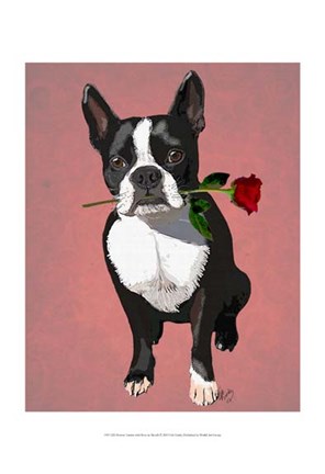 Framed Boston Terrier with Rose in Mouth Print
