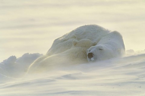 Framed Polar Bear Rolling in the Snow Print