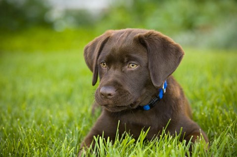 Framed Chocolate Puppy Print