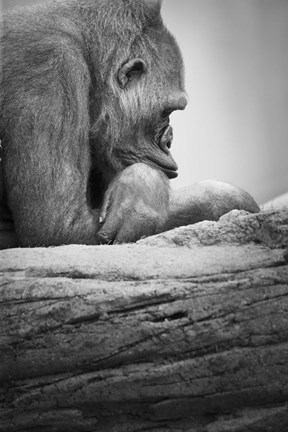 Framed Gorilla Profile I Print