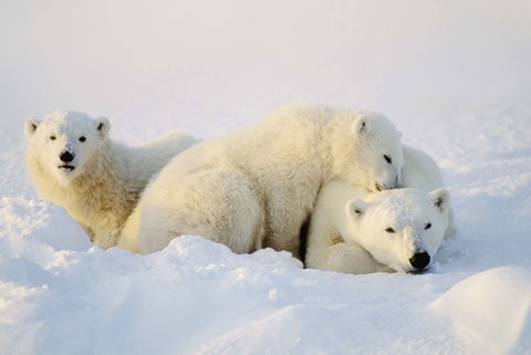 Framed Cubs Playing with Polar Bear Print