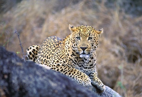 Framed Leopard Resting Print