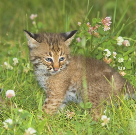 Framed Wild Cat Cub Print