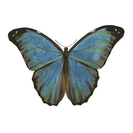 Framed Butterfly Botanical III Print