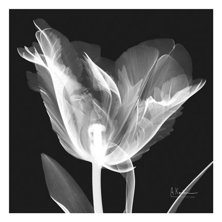 Framed Lusty Tulip 1 Print
