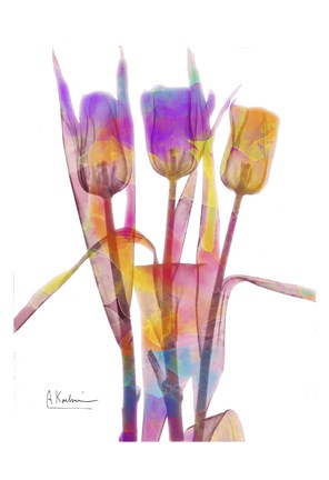 Framed Tulips B16 Watercolor Print