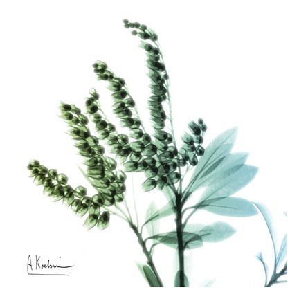 Framed Lily of The Valley Stems Print