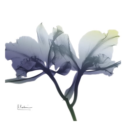 Framed Midnight Orchid 1 Print