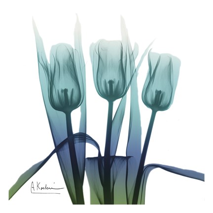 Framed Blue Ombre Tulips Print