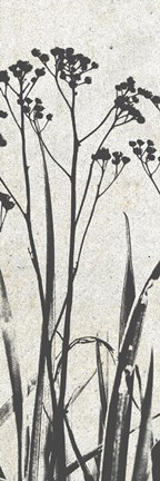 Framed Ink Plants Panel Print