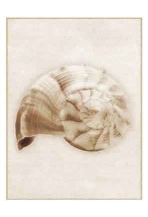 Framed Shell Sepia II Print