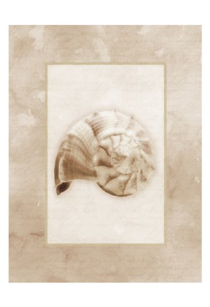 Framed Sepia Shell II Print