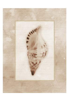 Framed Sepia Shell I Print