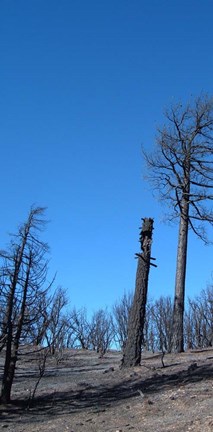 Framed Burned Trees 1 Print