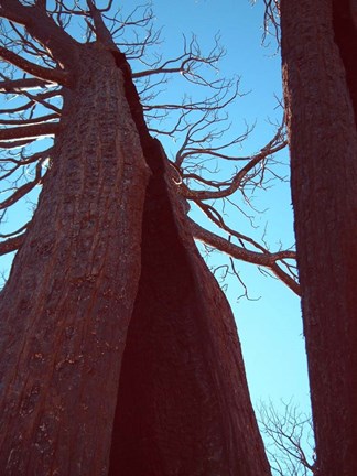 Framed Burned Trees 6 Print