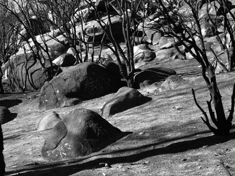 Framed Burned Forest 8 Print